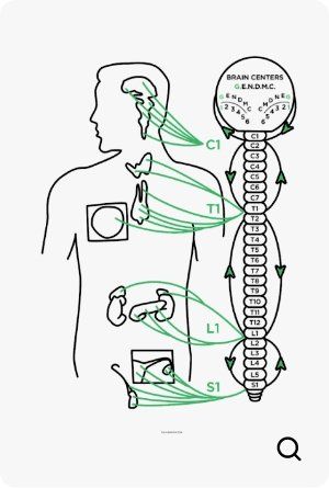 Zone 1 Chiropractic diagram, the glandular system.