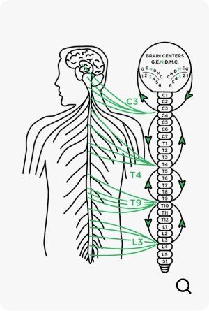 Zone 3 Chiropractic diagram
