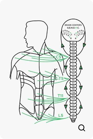Zone 5 nerve to body chiropractic diagram