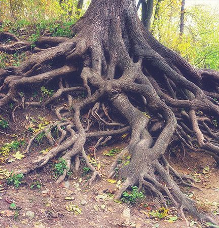 A tree with a lot of roots growing out of it