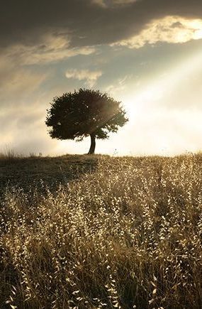 A tree is standing in the middle of a field of tall grass.