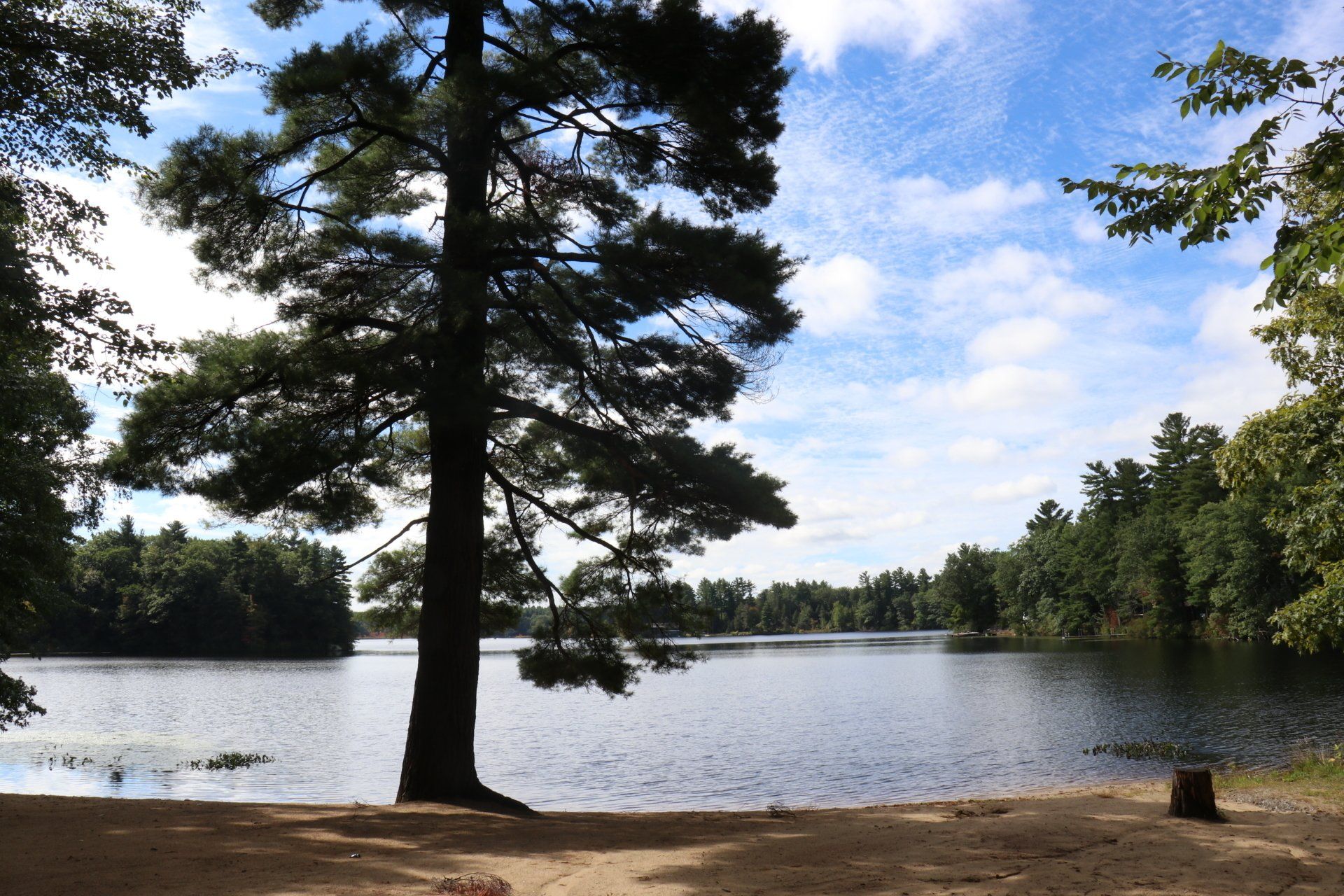 A large body of water surrounded by trees on a sunny day