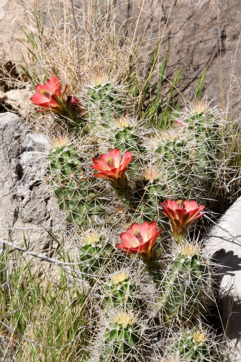 Grand Canyon Flora Part 1: Unique Plants and Their Stories