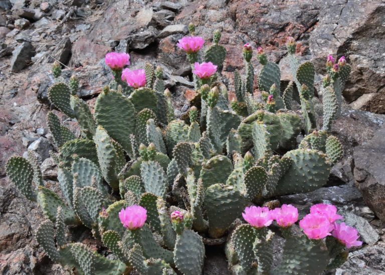 A cactus with pink flowers is growing on a rocky hillside