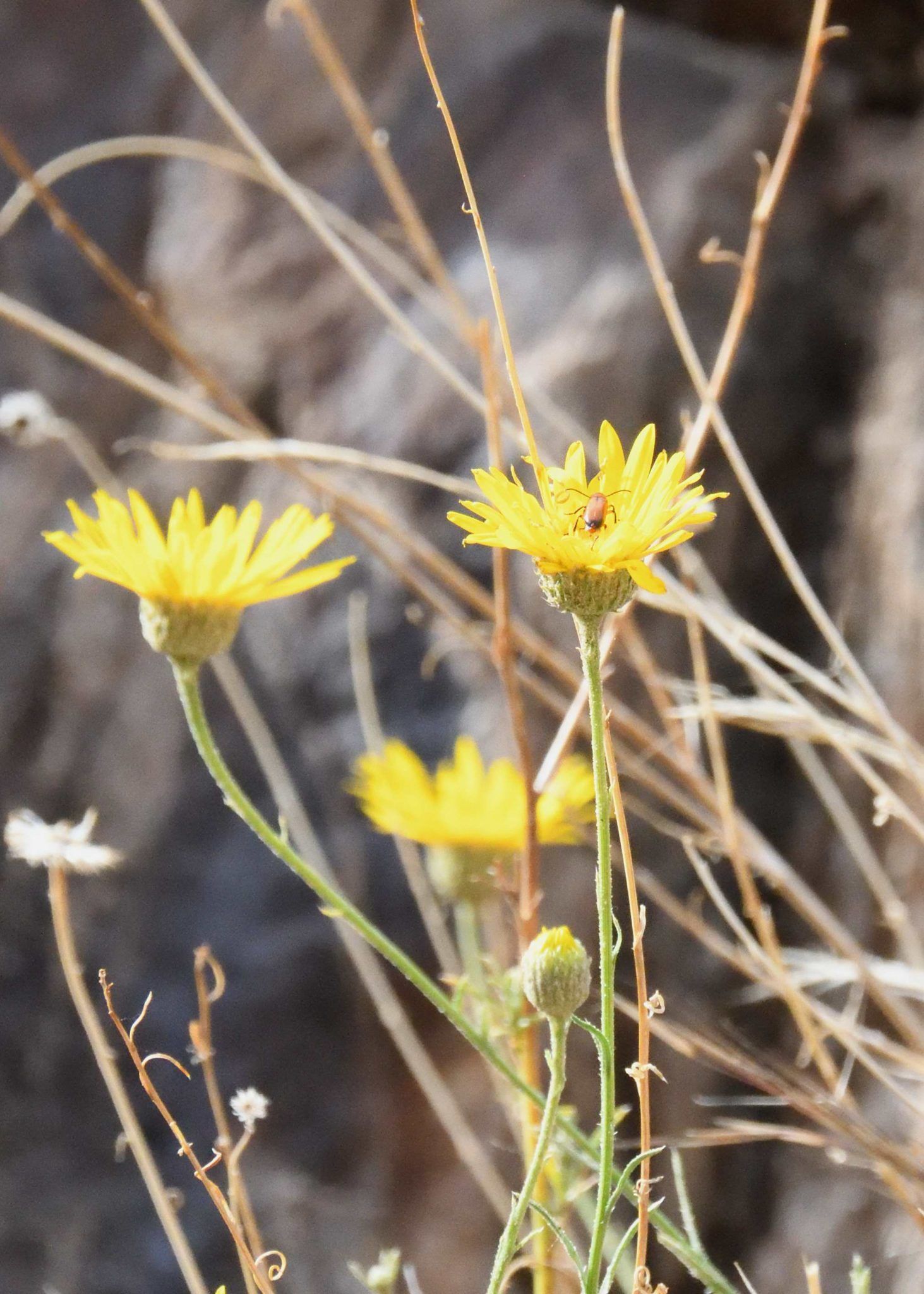 A close up of a yellow flower with a bug on it