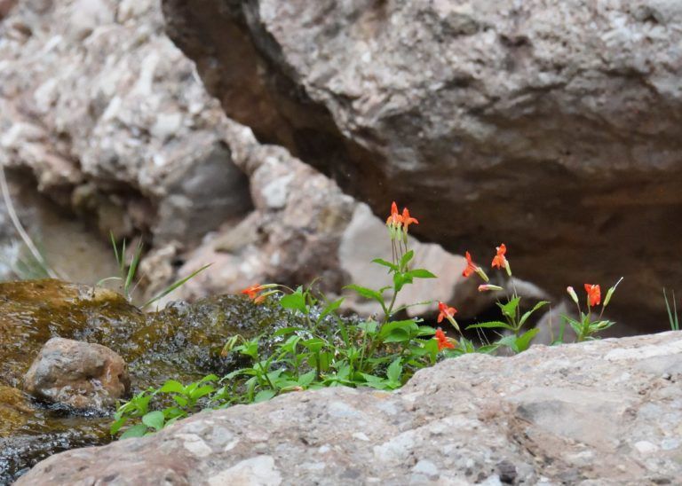 A small plant is growing out of a rock.