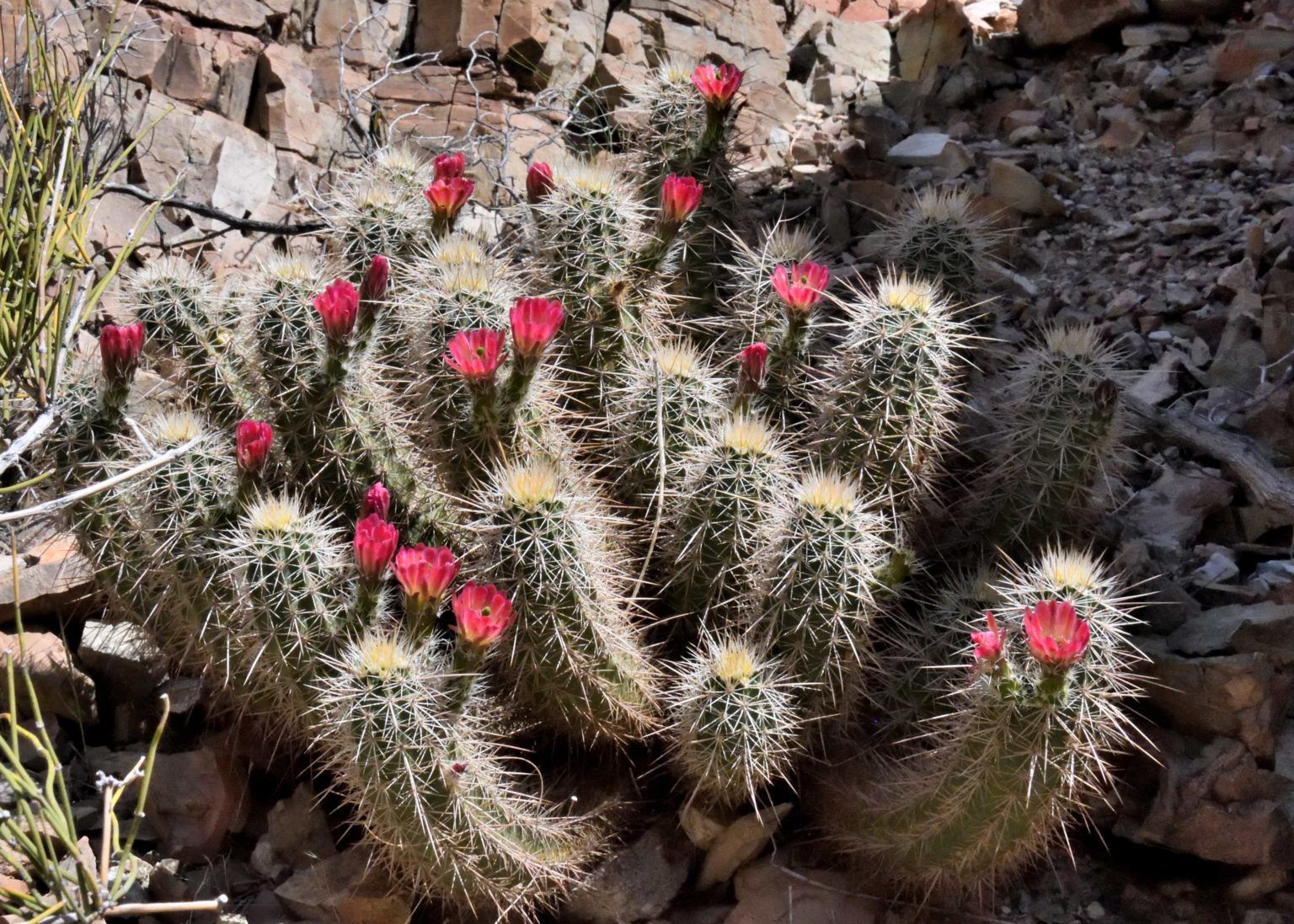 A cactus with red flowers is growing in the desert.