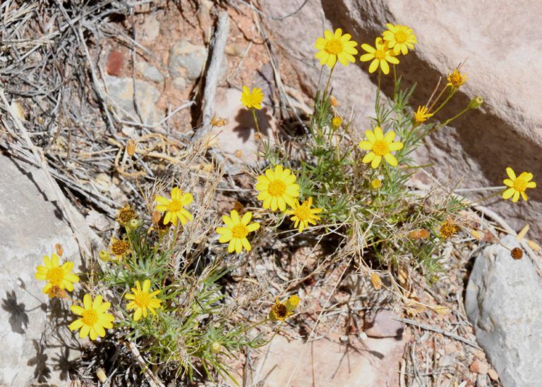 A bunch of yellow flowers are growing on a rock