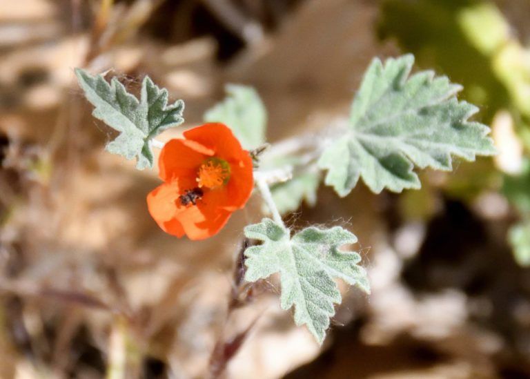 A small orange flower with a bug on it is surrounded by green leaves.