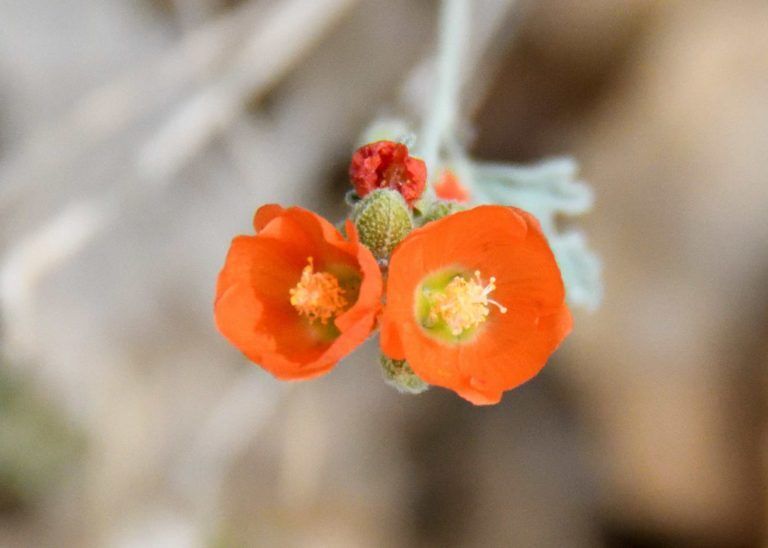 A close up of two orange flowers on a plant.