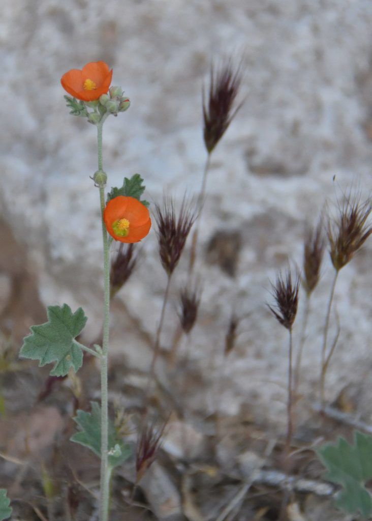 A small orange flower with a yellow center is growing on a plant.