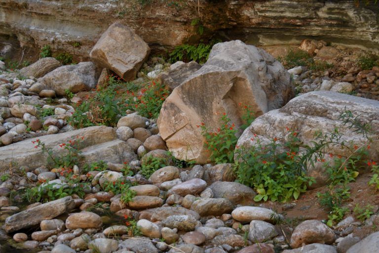 A pile of rocks with plants growing out of them.