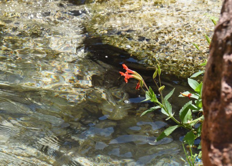 A red flower is growing in the water near a rock.