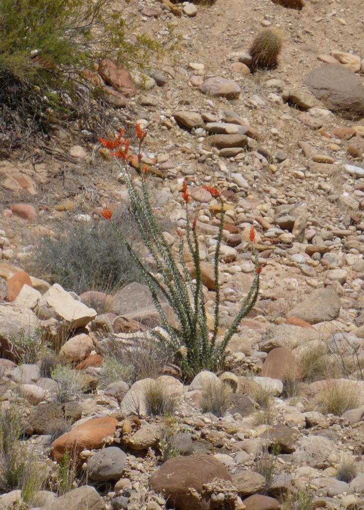 A small plant is growing in the middle of a rocky area.