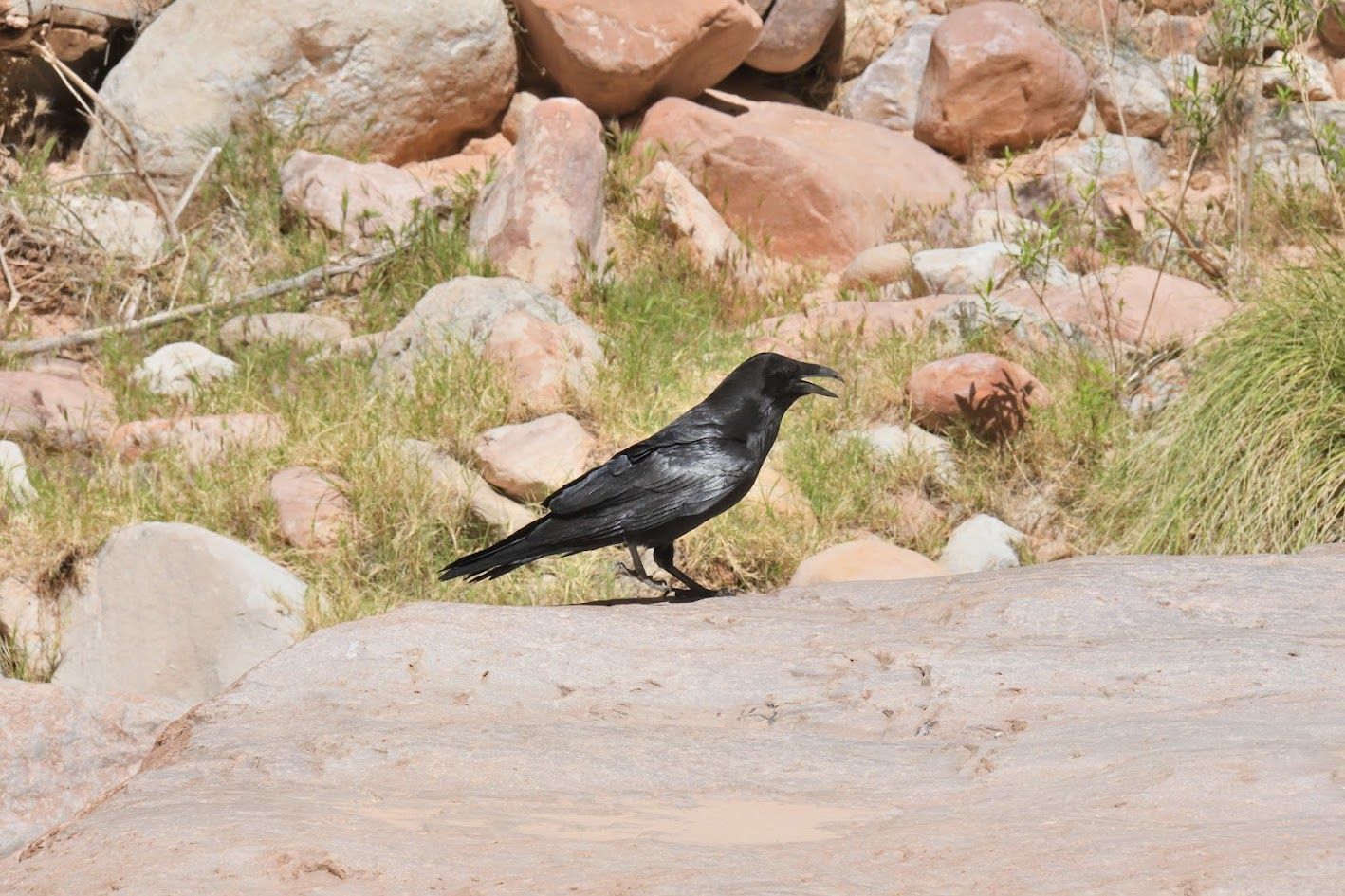 A black bird is standing on a rock in the grass.