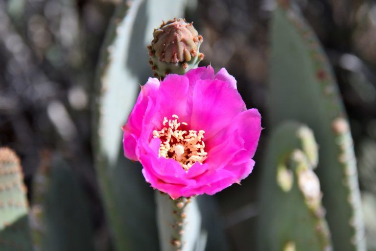 A close up of a pink flower on a cactus plant.
