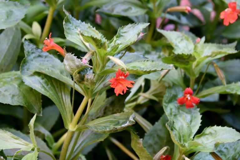 A close up of a plant with red flowers and green leaves
