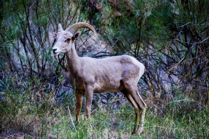 A bighorn sheep with long horns is standing in the grass.
