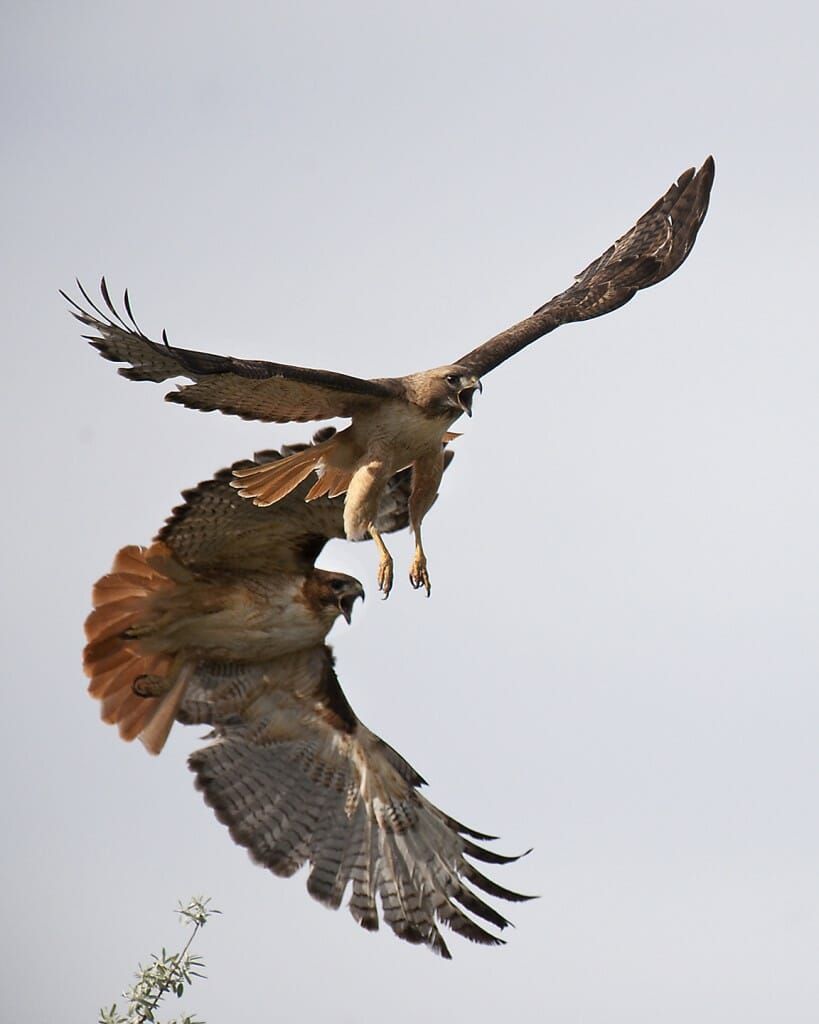 A couple of birds are flying in the sky