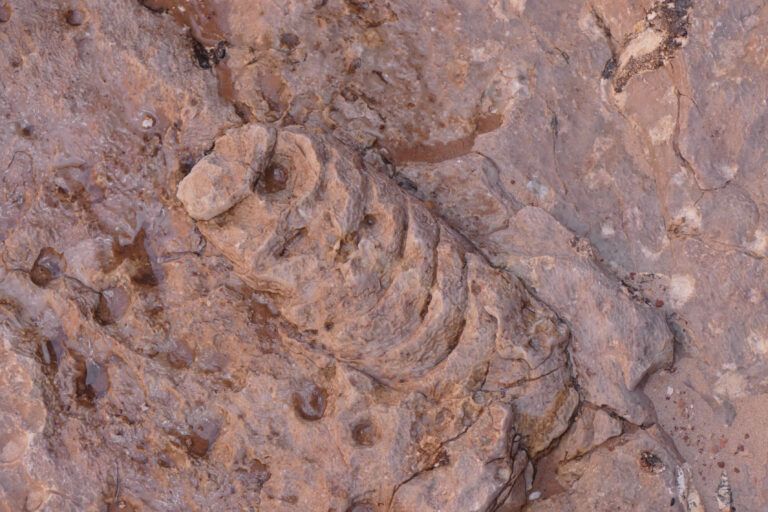 A close up of a rock with a fossil in it.