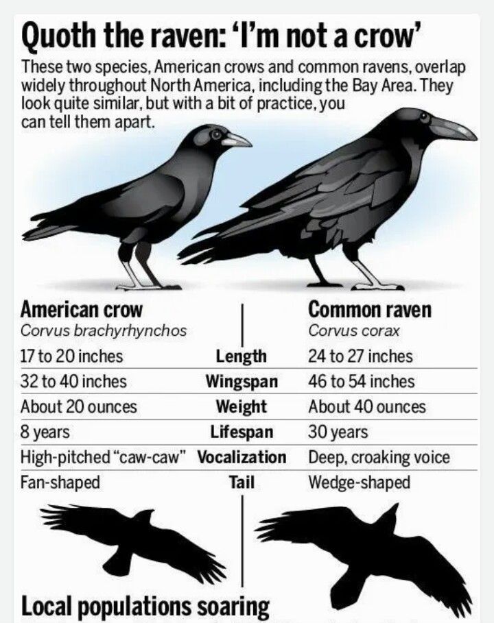 A diagram showing the differences between the american crow and the common raven