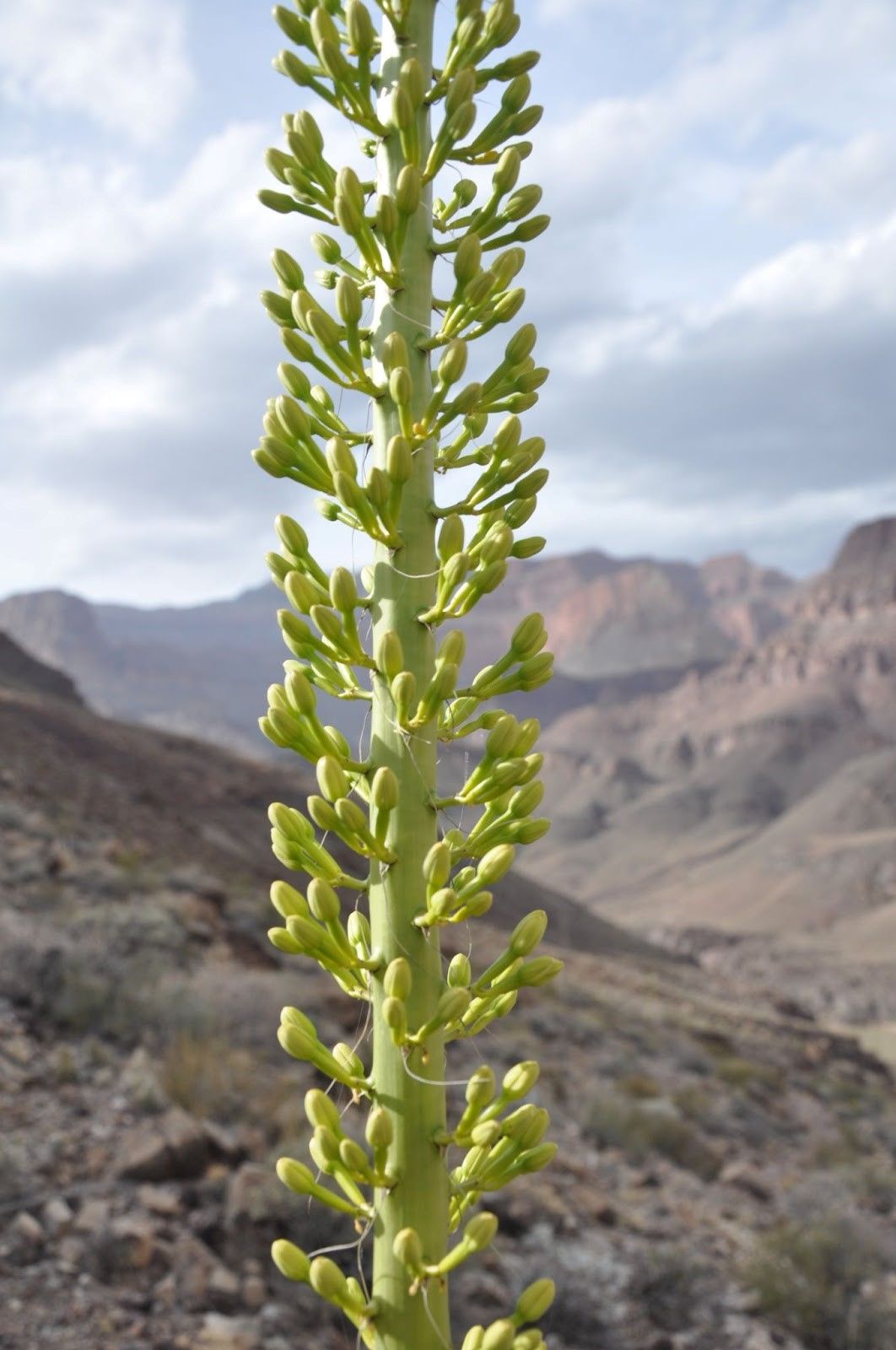 A tall green plant with mountains in the background