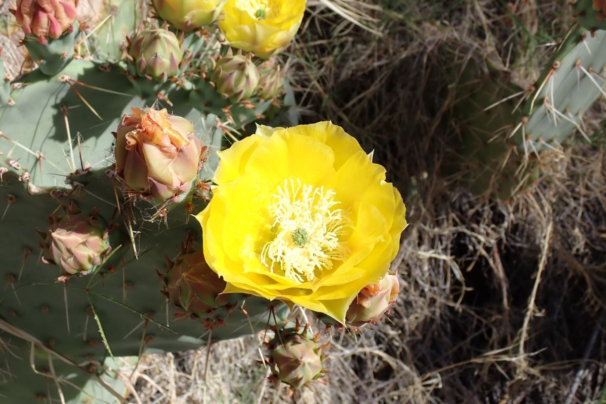Yellow prickly pear cactus flower blooms with buds on green pads.