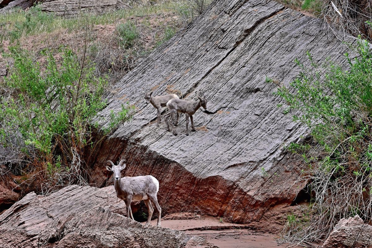 Three bighorn sheep on a rocky hillside. One sheep stands, two others stand close together on the rock.