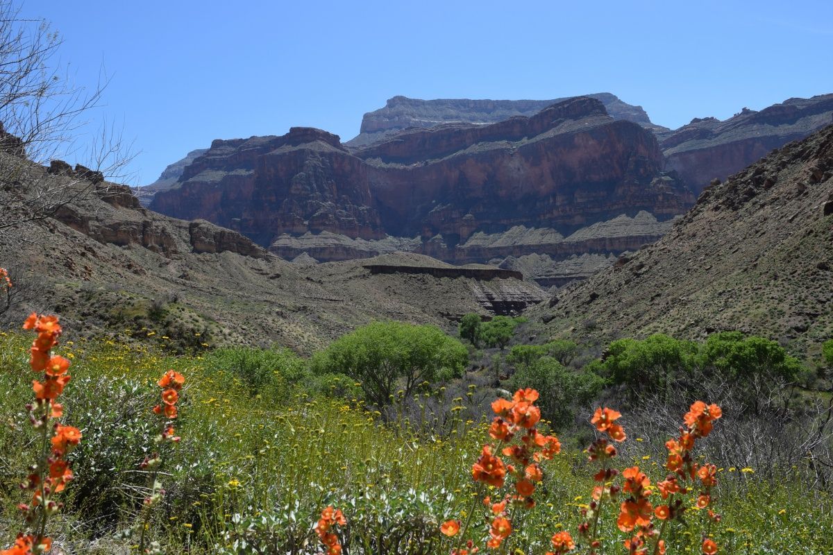 A field of flowers with a mountain in the background