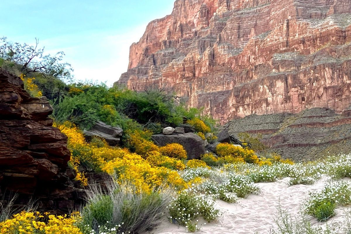 A field of yellow and white flowers with a mountain in the background.