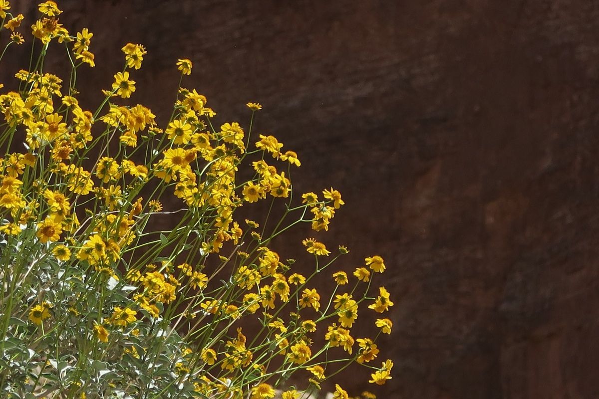 A bunch of yellow flowers against a brown background