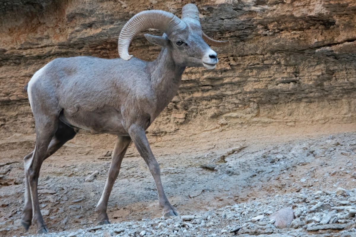 A bighorn sheep with long horns is standing on a rocky hillside.