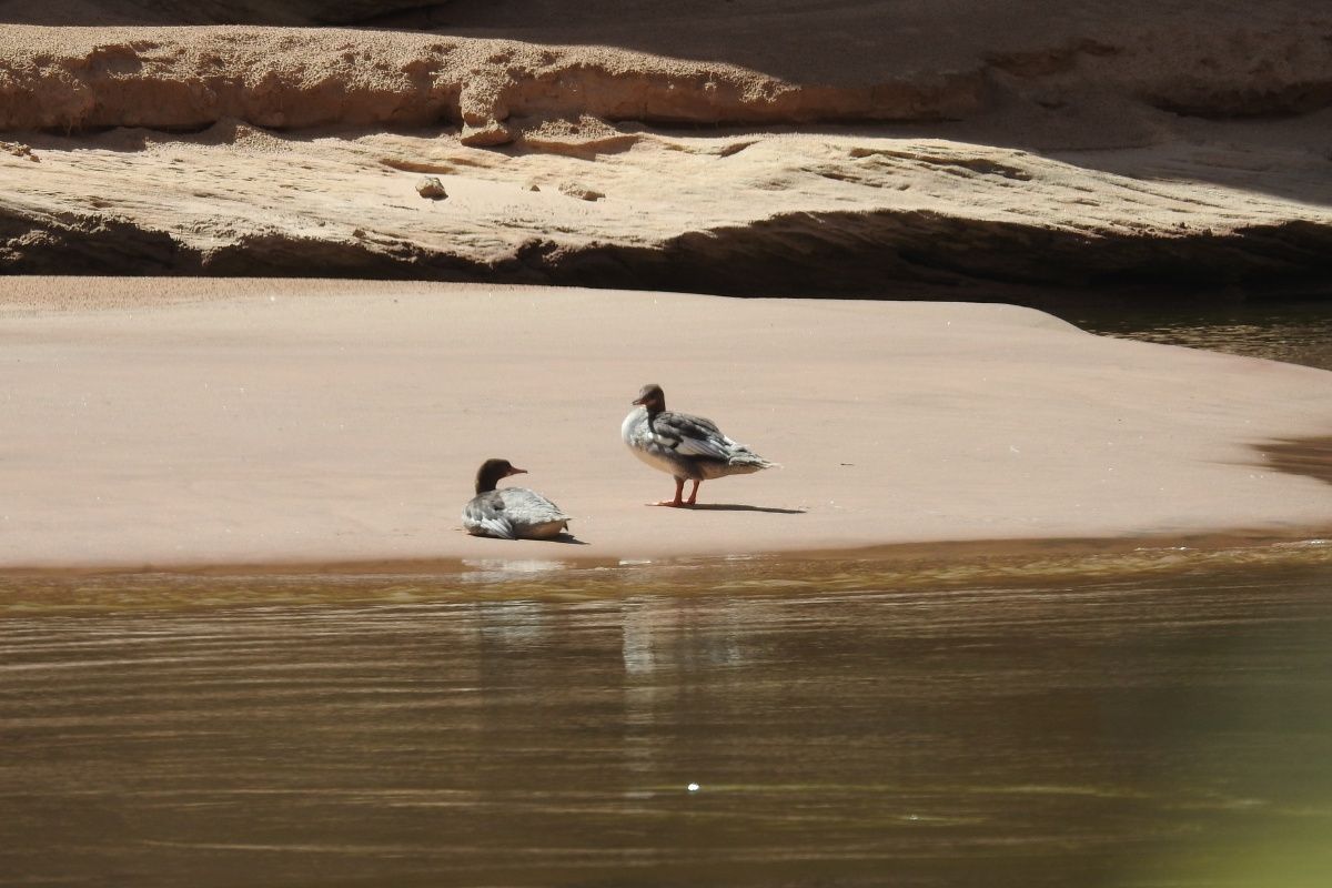 Two birds are standing on the shore of a body of water