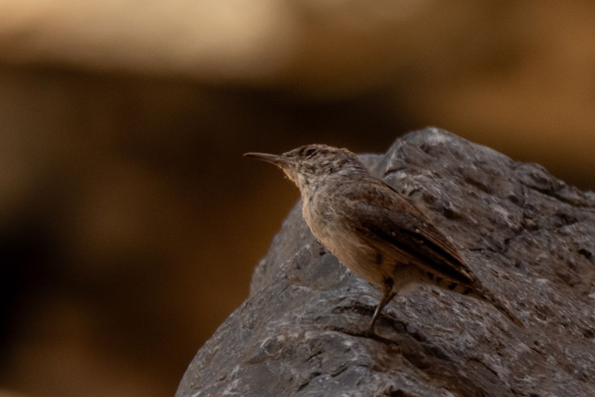 Brown bird perched on a gray rock, looking left. Blurry, brown background.