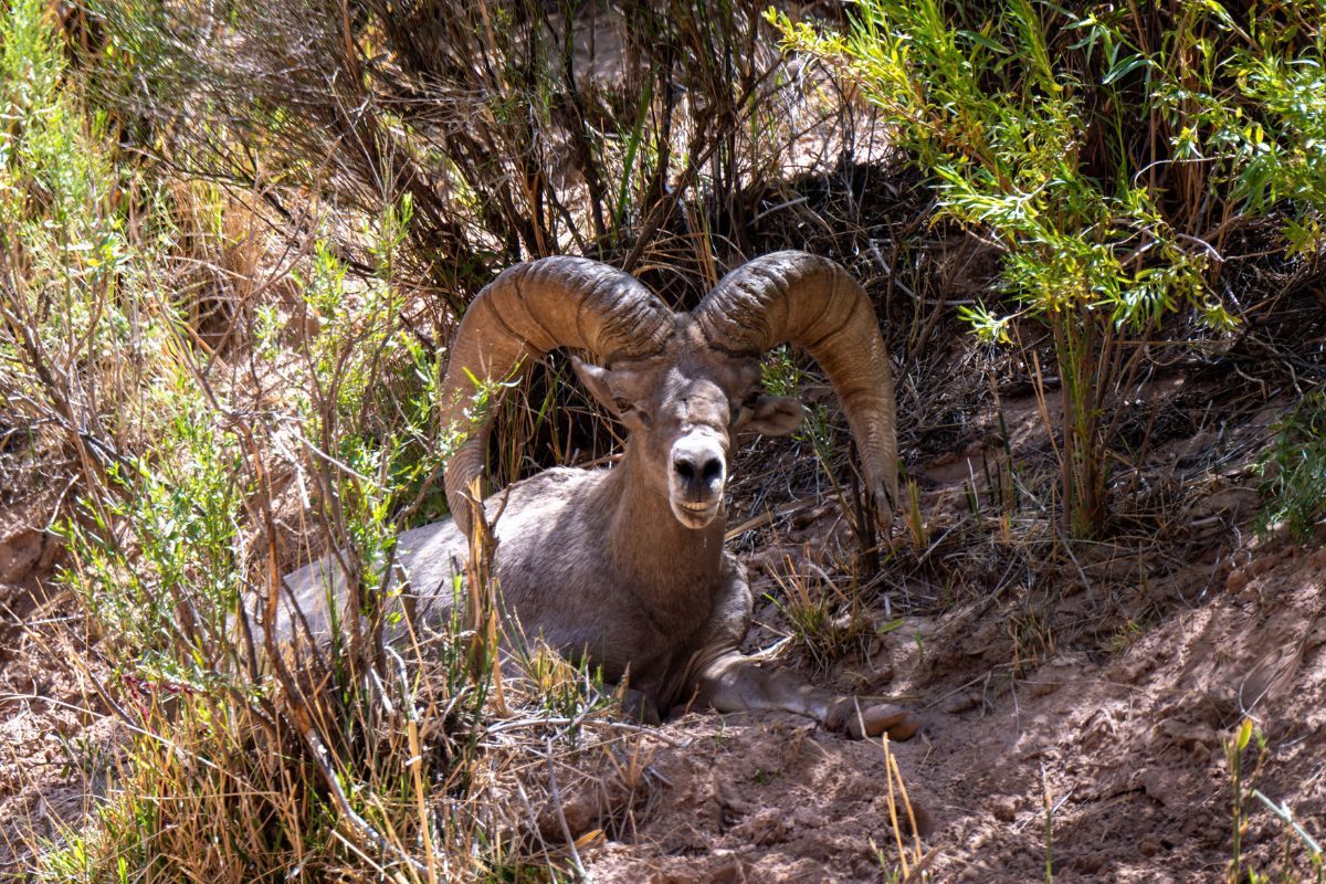 Bighorn sheep resting among foliage; large curled horns, brown fur, in a dry, rocky habitat.