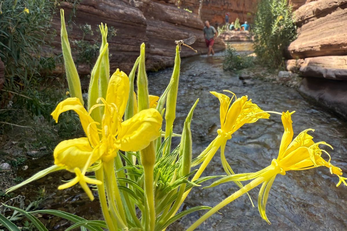 Yellow desert wildflowers blooming by a stream in a rocky canyon.