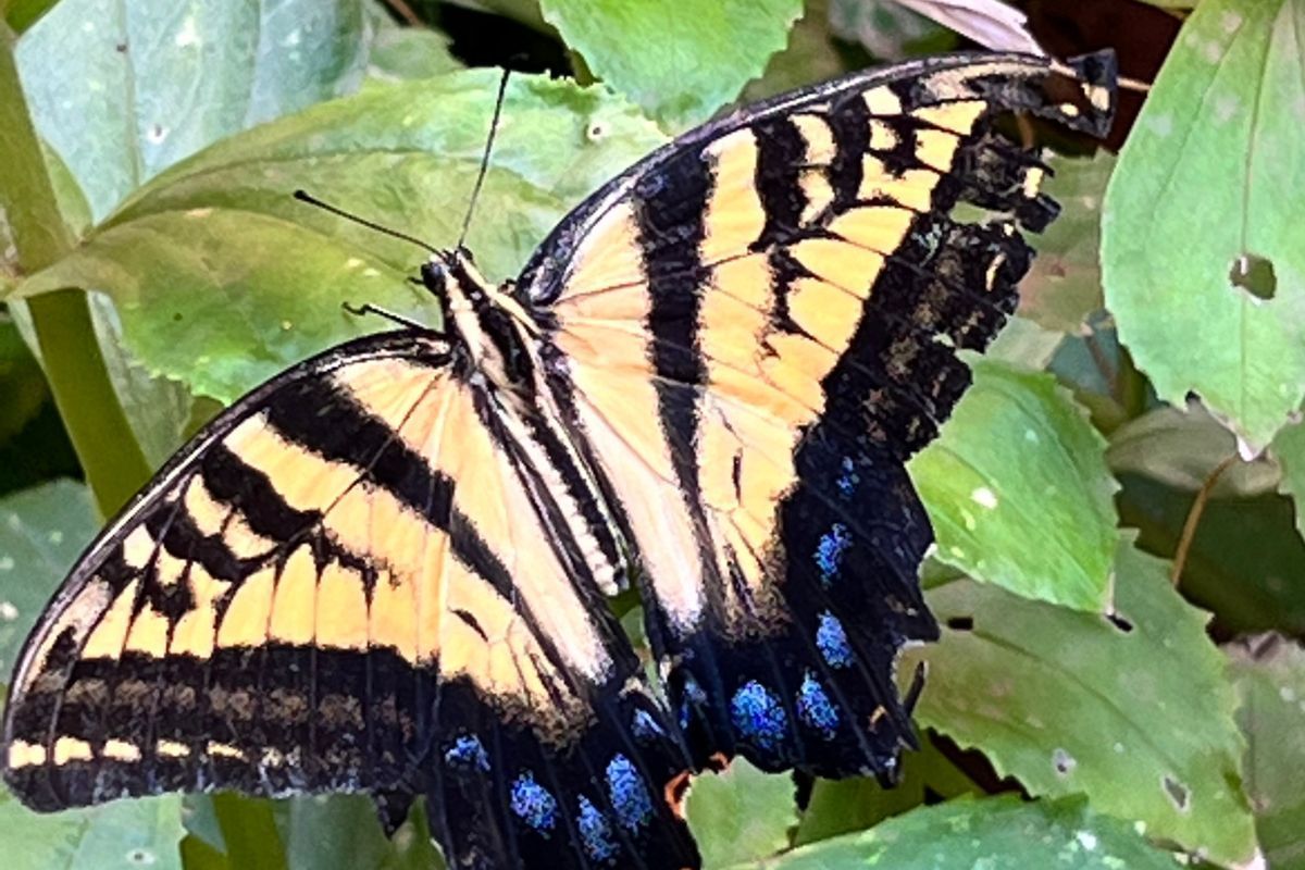 Yellow and black tiger swallowtail butterfly on green leaves.