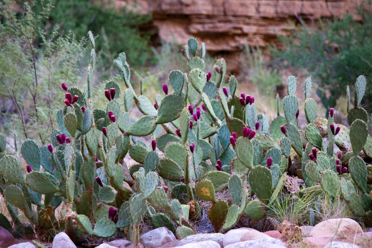 Prickly pear cactus with green pads and red fruit, growing in a rocky landscape.