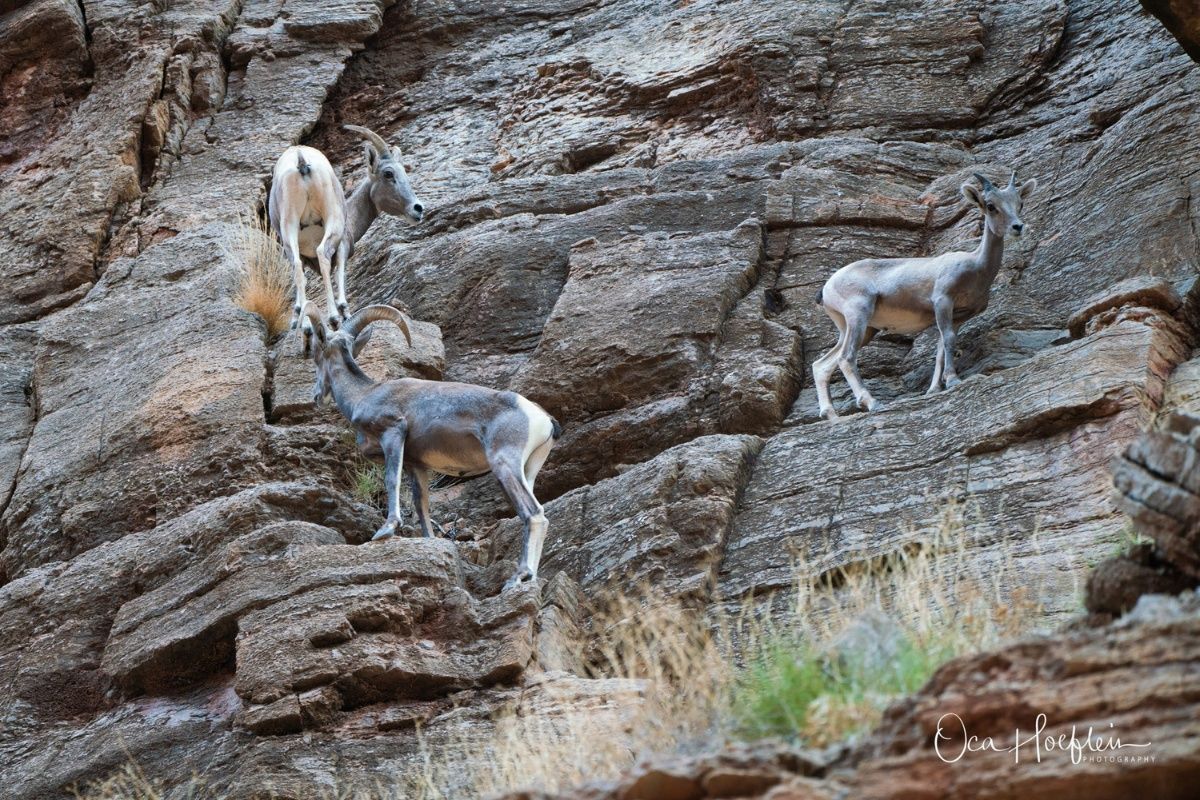 The word grand canyon is written in red light