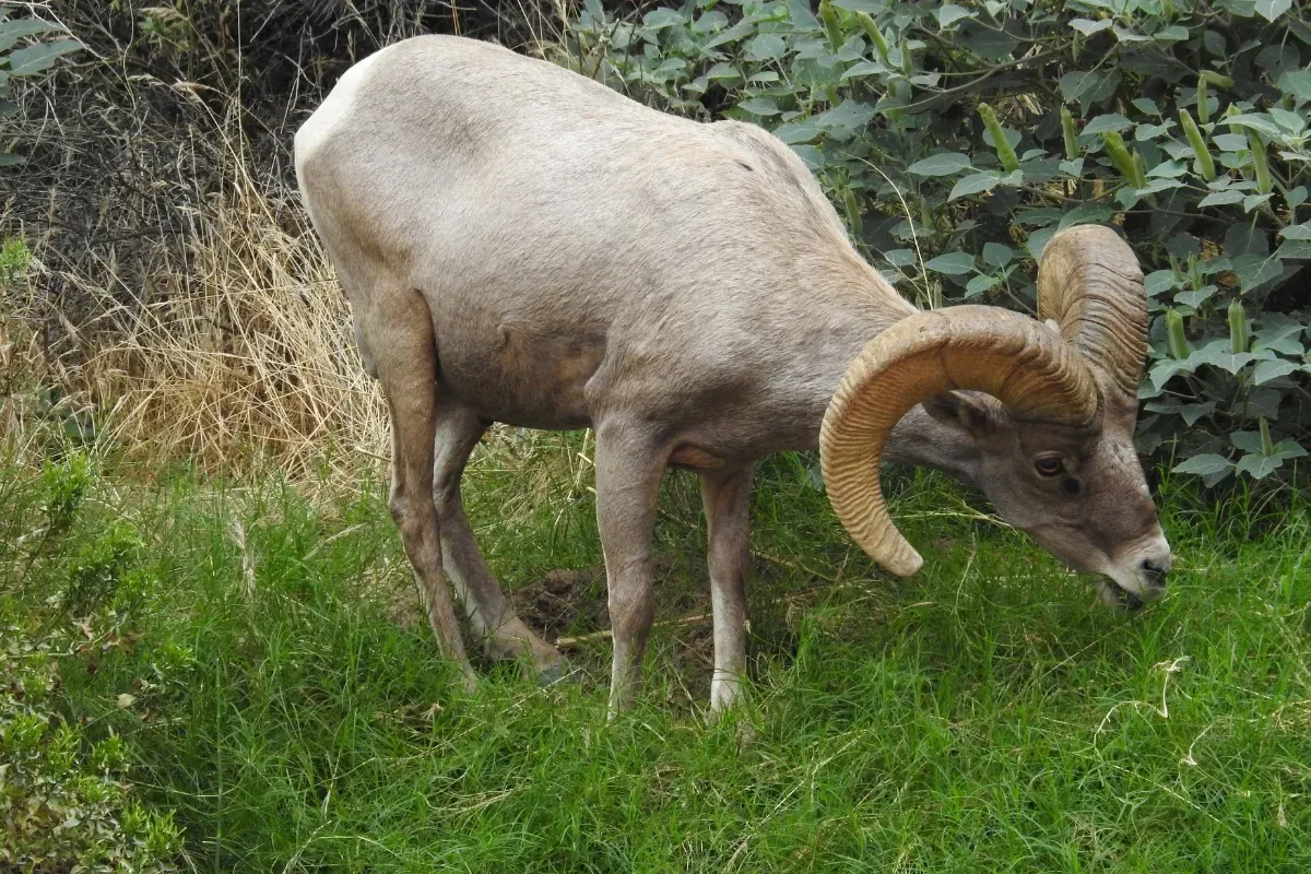 A ram with large horns is grazing in the grass