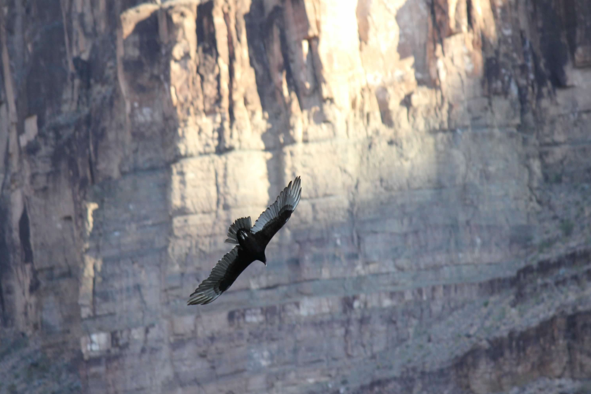 A bird is flying over a rocky cliff