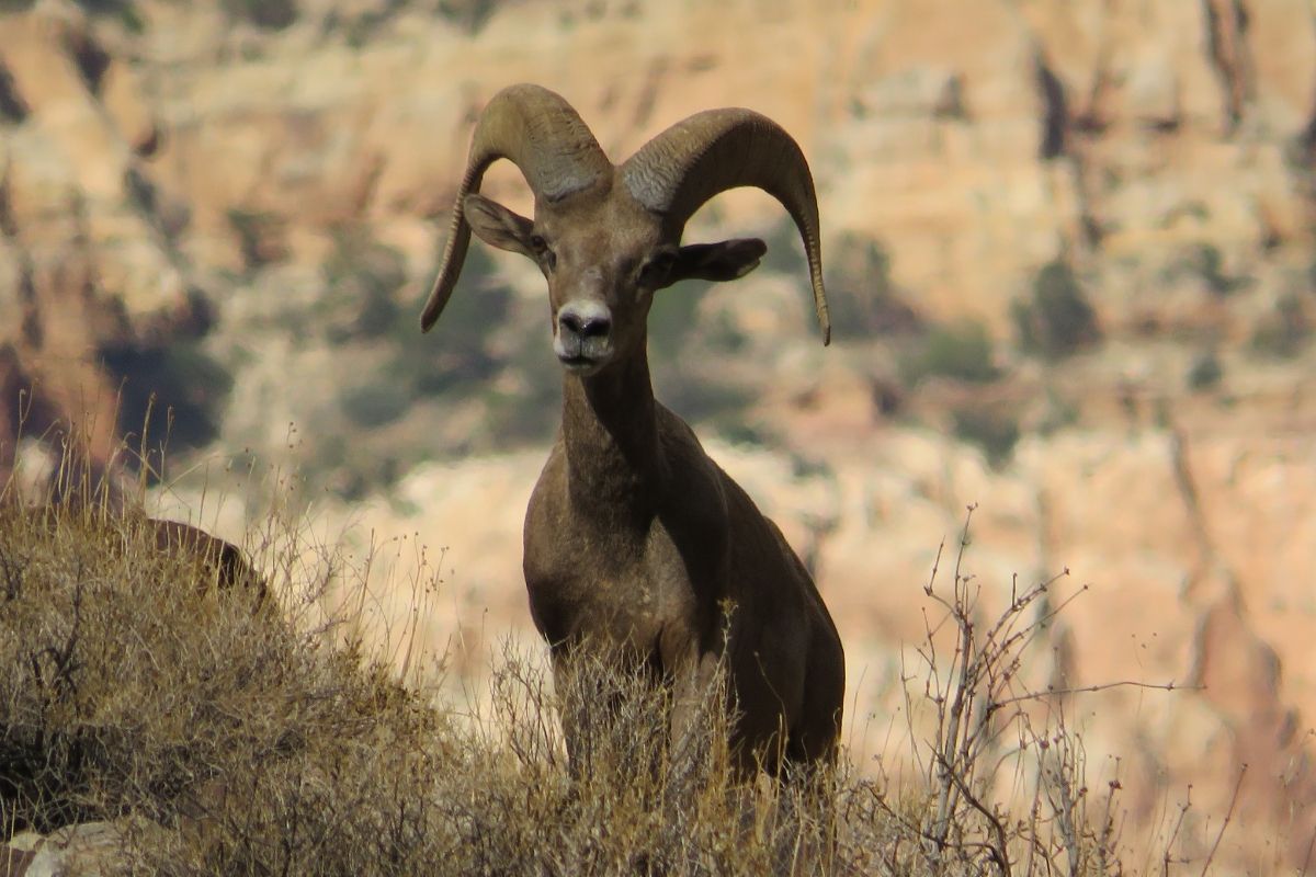 A bighorn sheep standing on top of a hill looking at the camera