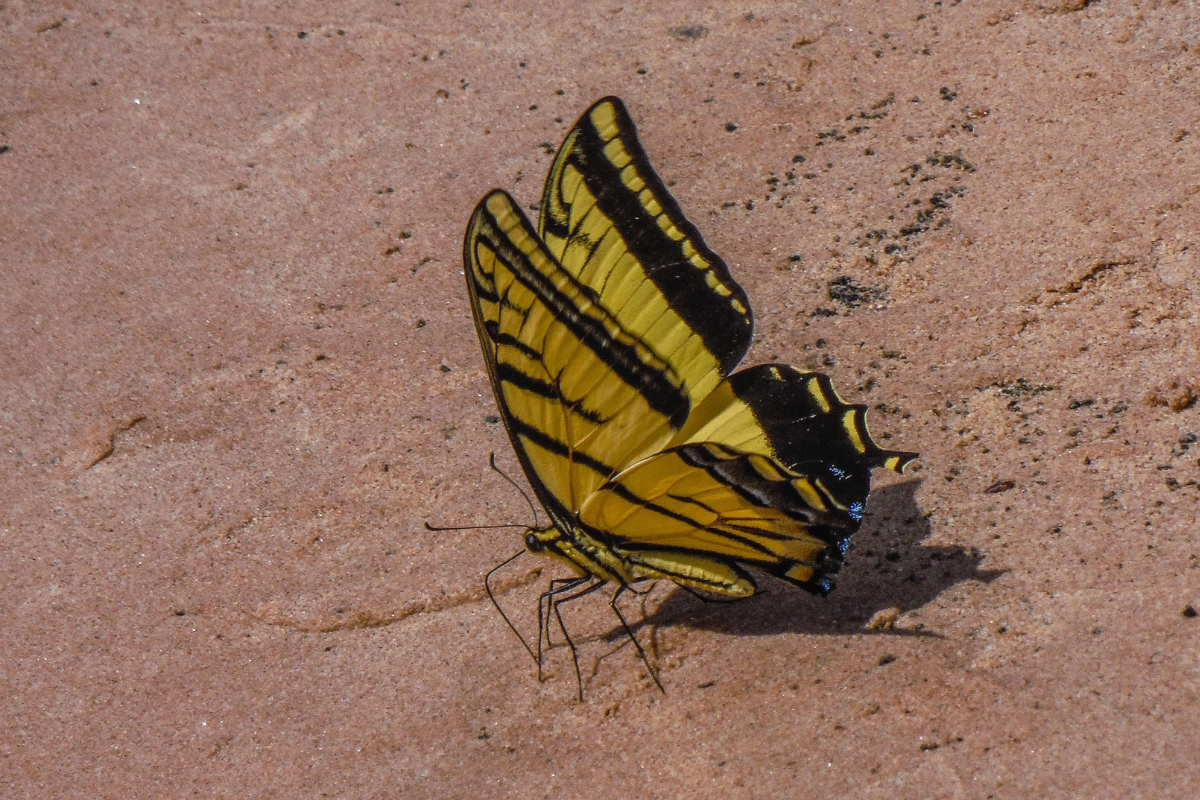 A yellow and black butterfly is sitting on the ground