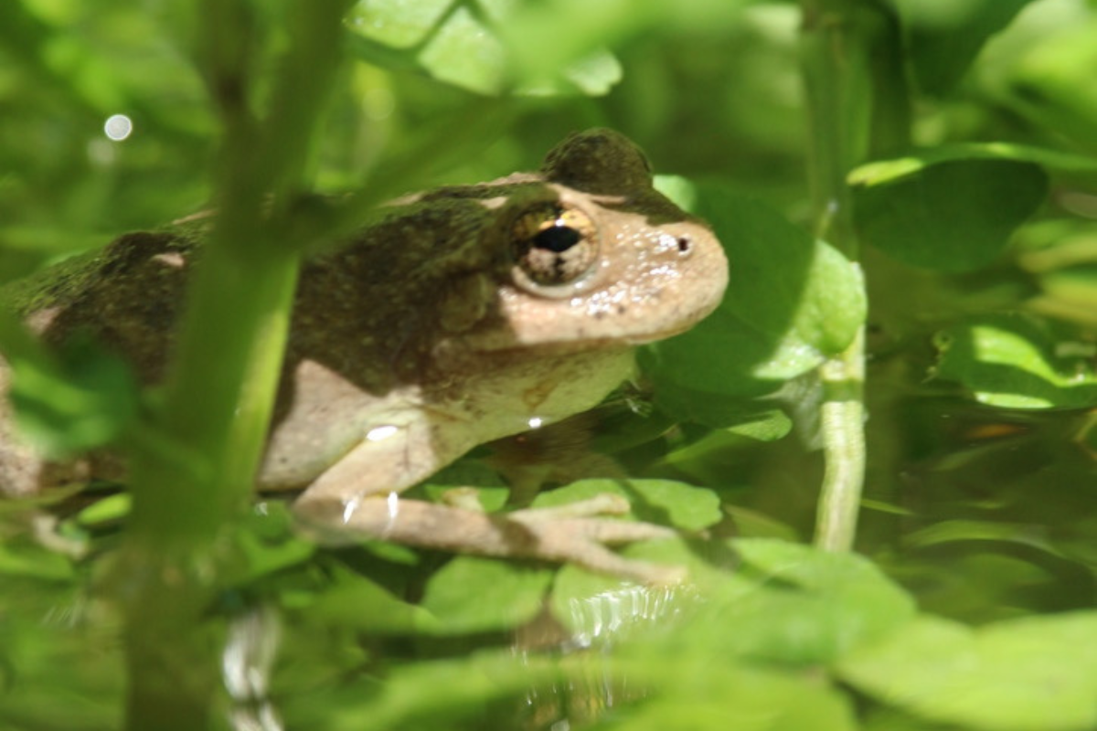 A frog is sitting in the leaves of a plant.