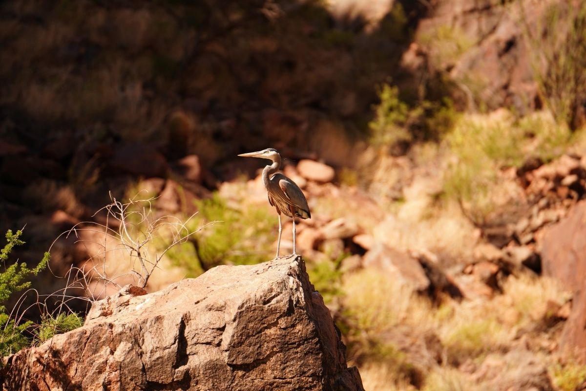 A bird perched on top of a rock in the desert.