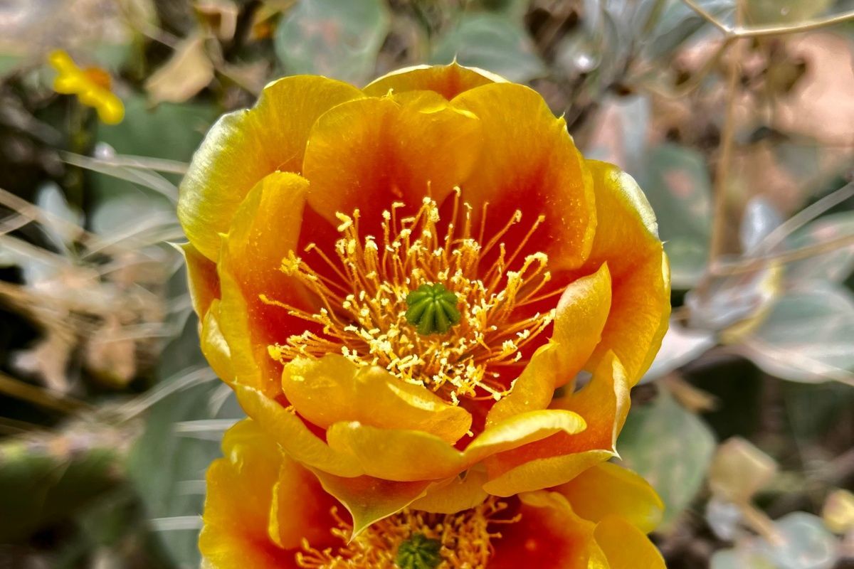 A close up of a yellow flower with a green center