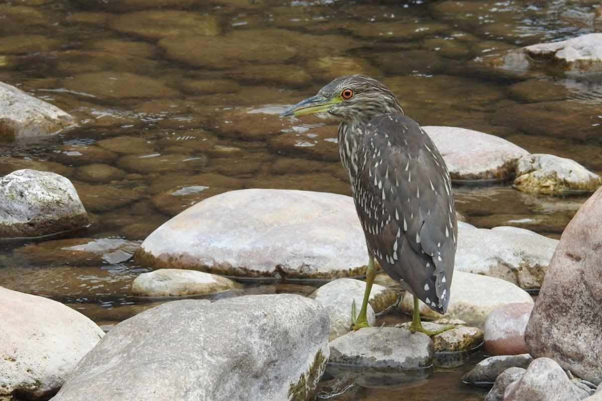 A bird is standing on a rock in the water.