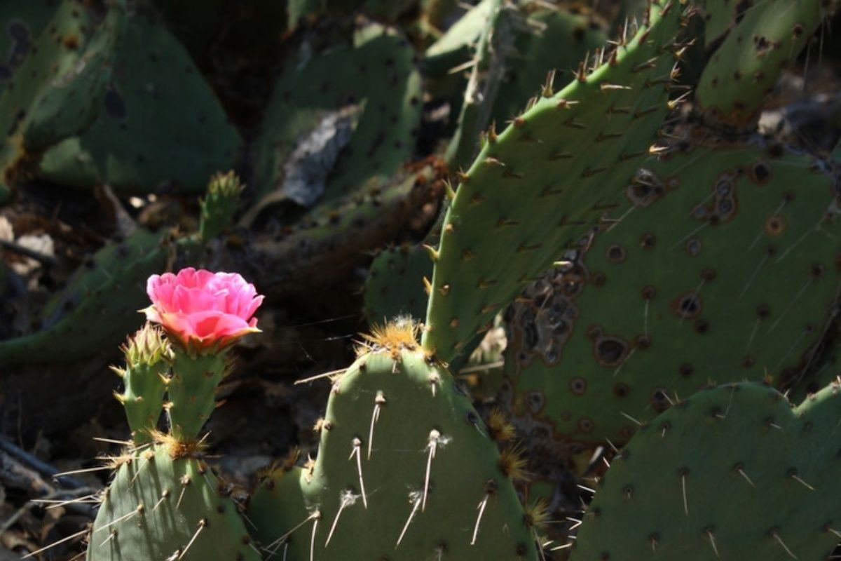 A close up of a cactus with a pink flower