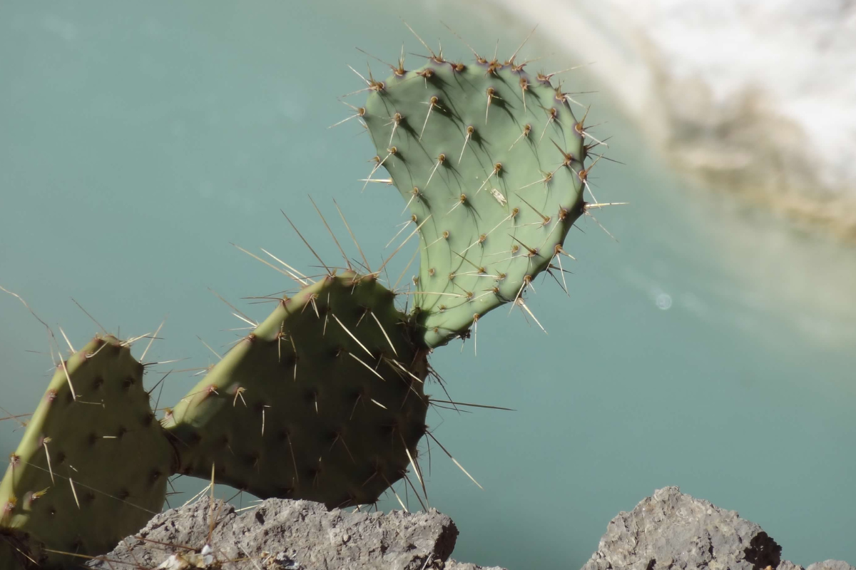 A cactus is growing on a rock near the water