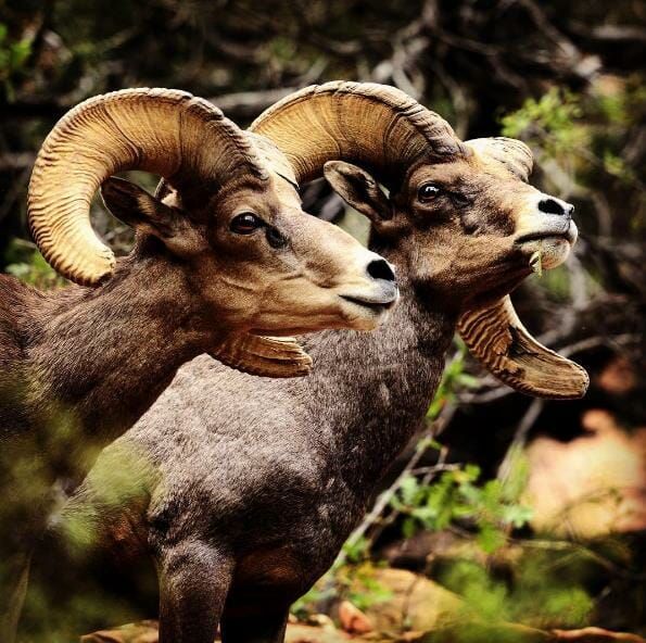 Two rams with large horns are standing next to each other
